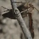 Zenodoxus canescens - Hodges#2514 - photo 3