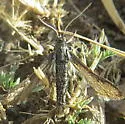 Zenodoxus canescens - Hodges#2514 - photo 4