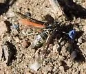 Zenodoxus canescens - Hodges#2514 - photo 5
