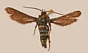 Zenodoxus heucherae - Hodges#2515
