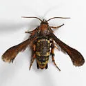 Zenodoxus heucherae - Hodges#2515 - photo 2
