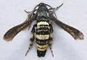 Zenodoxus heucherae - Hodges#2515 - photo 3