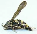 Zenodoxus heucherae - Hodges#2515 - photo 4
