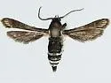 Zenodoxus maculipes - Hodges#2516 - Zenodoxus maculipes