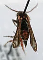 Zenodoxus mexicanus - Hodges#2517