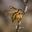 Zenodoxus mexicanus - Hodges#2517 - photo 4