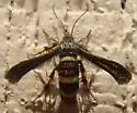 Zenodoxus sidalceae - Hodges#2520