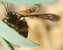 Zenodoxus sidalceae - Hodges#2520 - photo 2