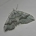 Zenophleps alpinata - Hodges#7408