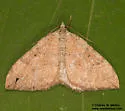 Zenophleps alpinata - Hodges#7408 - photo 3
