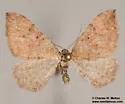 Zenophleps alpinata - Hodges#7408 - photo 4
