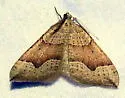 Zenophleps alpinata - Hodges#7408 - photo 5