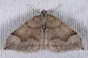Zenophleps lignicolorata - Hodges#7406