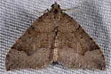 Zenophleps lignicolorata - Hodges#7406 - photo 2