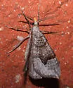 Zenophleps lignicolorata - Hodges#7406 - photo 4