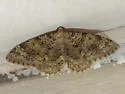 Zenophleps obscurata - Hodges#7409