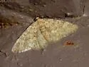 Zenophleps obscurata - Hodges#7409 - photo 2