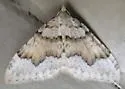 Zenophleps pallescens - Hodges#7407