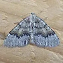 Zenophleps pallescens - Hodges#7407 - photo 3