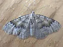 Zenophleps pallescens - Hodges#7407 - photo 4