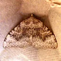 Zenophleps pallescens - Hodges#7407 - photo 5