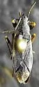 Zeridoneus costalis
