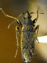 Zeridoneus costalis - photo 2
