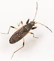 Zeridoneus costalis - photo 3