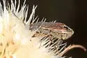 Zeridoneus costalis - photo 5