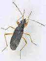 Zeridoneus knulli - Zeridoneus knulli