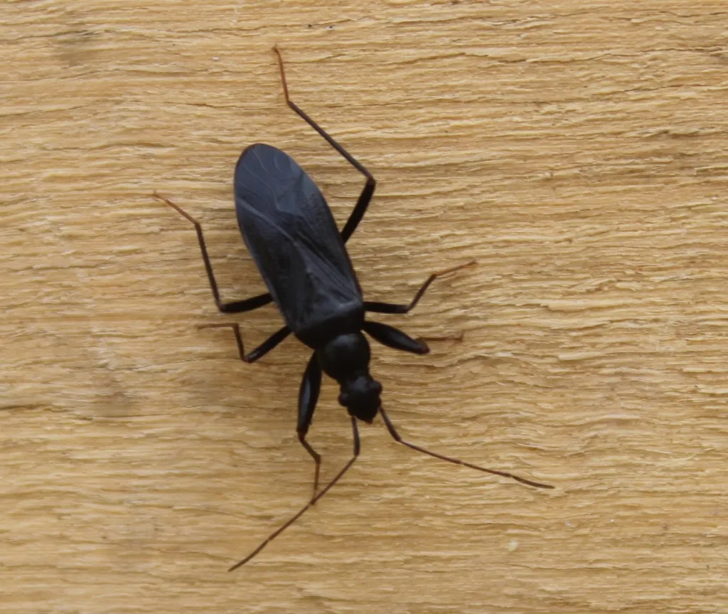 Zeropamera nigra - photo 2