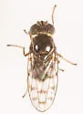 Zeros flavipes