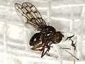 Zeros flavipes - photo 5