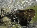Short-tailed Skipper - Hodges#3882 - photo 3