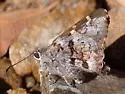 Short-tailed Skipper - Hodges#3882 - photo 4