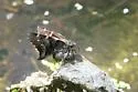 Short-tailed Skipper - Hodges#3882 - photo 5