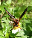 Zeta argillaceum