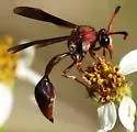 Zeta argillaceum - photo 2