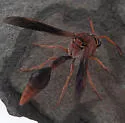 Zeta argillaceum - photo 4
