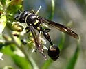 Zethus miscogaster - Zethus miscogaster