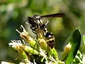 Zethus miscogaster - photo 2