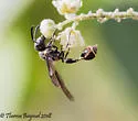 Zethus miscogaster - photo 3