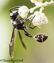 Zethus miscogaster - photo 4