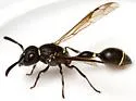 Zethus montezuma