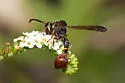 Zethus slossonae