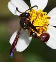 Zethus slossonae - photo 2