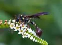 Zethus slossonae - photo 3