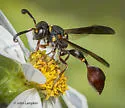 Zethus slossonae - photo 5