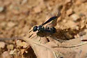 Zethus spinipes - photo 2