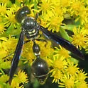 Zethus spinipes - photo 3